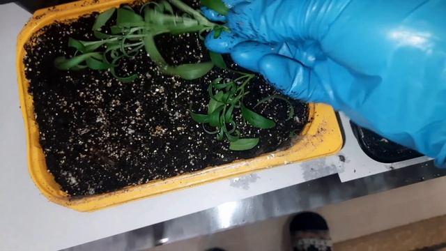 ТАКОЙ БЛАГОДАРНОСТИ Я НЕ ОЖИДАЛА ОТ ЭТОГО ЦВЕТКА. МОЩНЫЙ РОСТ АЛИССУМА СНОУ ПРИНЦЕСС. ЧЕРЕНКУЮ ВСЁ. смотреть онлайн