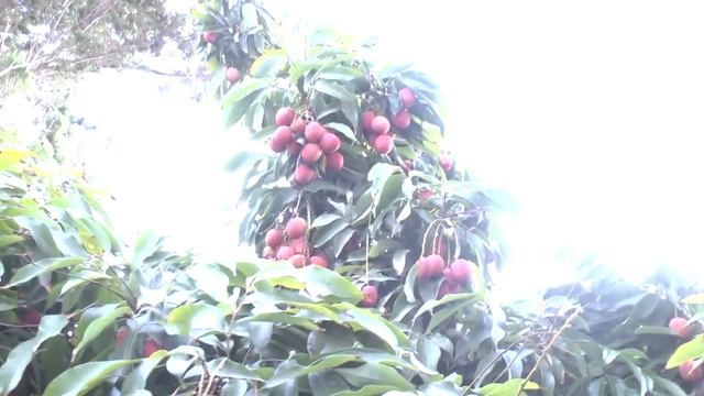 Lychee tree - grow, care, harvest & eat (a lot of fruits) смотреть онлайн