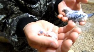 Мой рацион кормления птенцов, волнистых  попугаев.