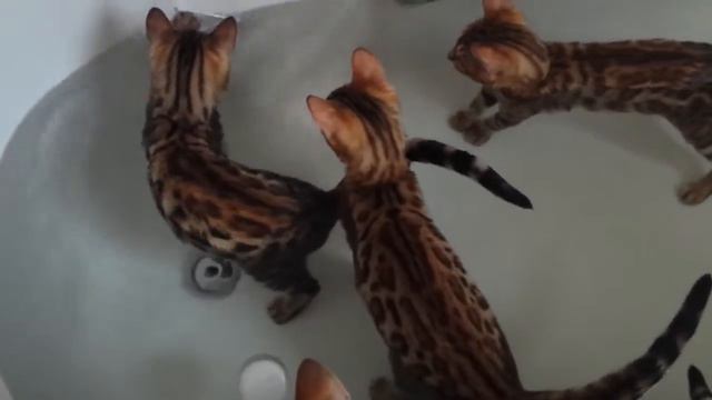 Бенгальские кошки играют в воде смотреть онлайн