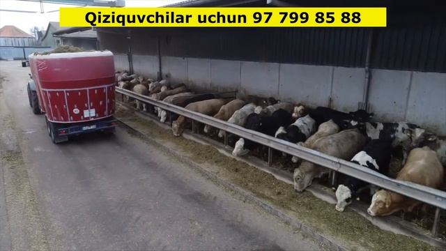 Buqalar Uchun Molxona. Qiziquvchilar Uchun 90 428 53 88.mp4