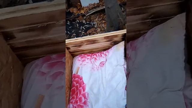 Последние приготовления пчел к зиме. 30 октября 2021. Самара смотреть онлайн