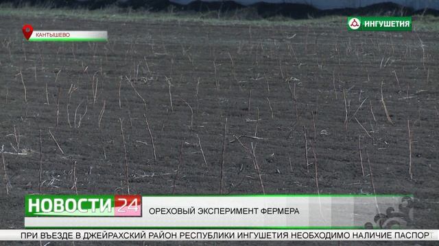 Ореховый эксперимент фермера из Ингушетии смотреть онлайн