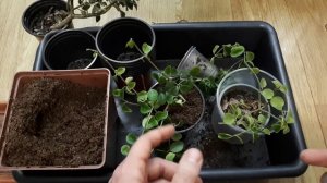 ПЕПЕРОМИЯ круглолистная. ПЕРЕСАДКА / ТРЕБОВАНИЯ / УХОД. Пеперомия монетолистная.