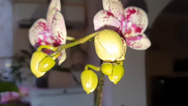 Долгожданное Домашнее Цветение Орхидей 🥰😍🌼💮🌸🌺 смотреть онлайн