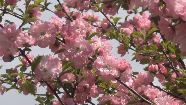 Дао Медитации. Цветение сакуры смотреть онлайн