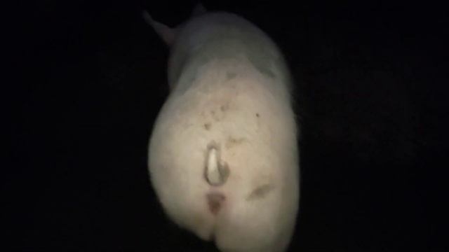 выкачка сливной ямы, переселения мигеры смотреть онлайн