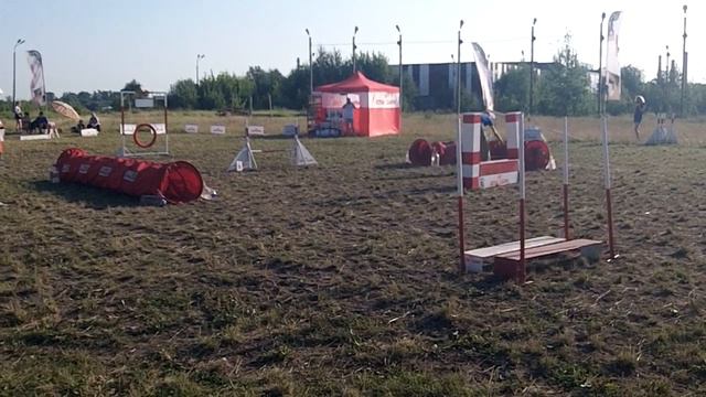 Уиппет Рой - аджилити смотреть онлайн