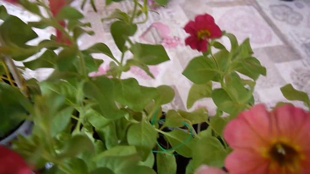 Петхоа Чина мон смотреть онлайн