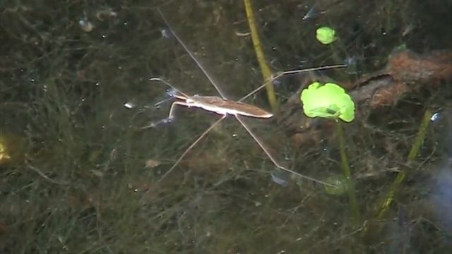 Common Water Strider (Gerridae: Gerris) Resting смотреть онлайн