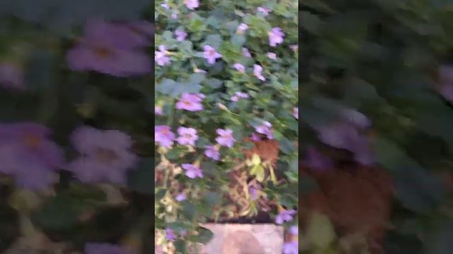 бакопа смотреть онлайн
