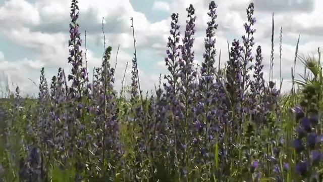 Natalia Oreiro.Наталья Орейро.Полевые цветы. смотреть онлайн