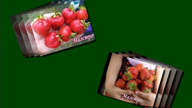 Видеопрезентация рем. и НСД сортов земляники из коллекции Володиных на 2022 год. смотреть онлайн