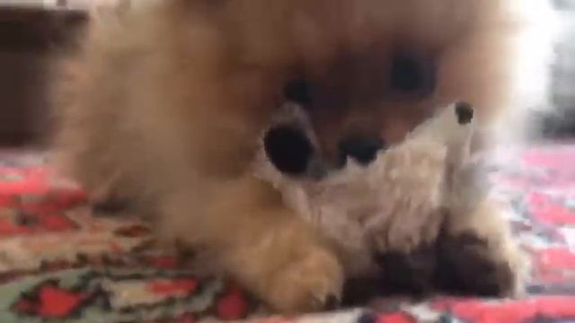 Шпиц и игрушка ? смотреть онлайн