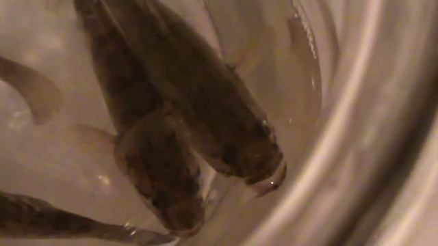 Рыба бычок часть 1-хищная рыба смотреть онлайн