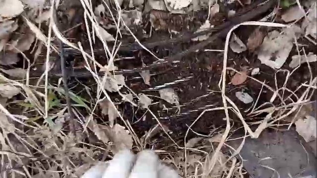 Набрал грибов и накопал металла! Металлокоп 2020!!! смотреть онлайн