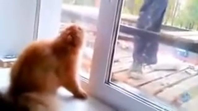 Кот защитник от РУССКАЯ ПРИРОДА смотреть онлайн