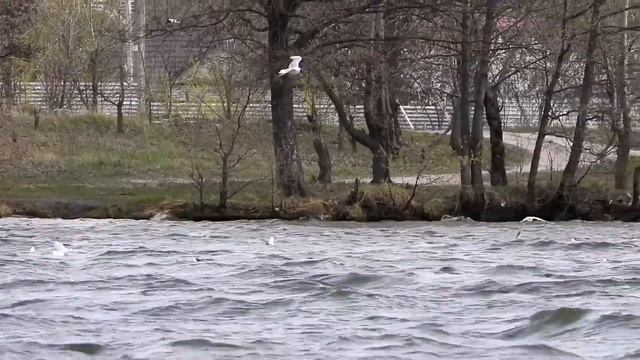 Гуляем по берегу водохранилища. Воронеж 2020 смотреть онлайн