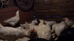 Самая тяжёлая порода кур Промышленный корниш  Каких кур завести на мясо Сельская Жизнь Мясная пород