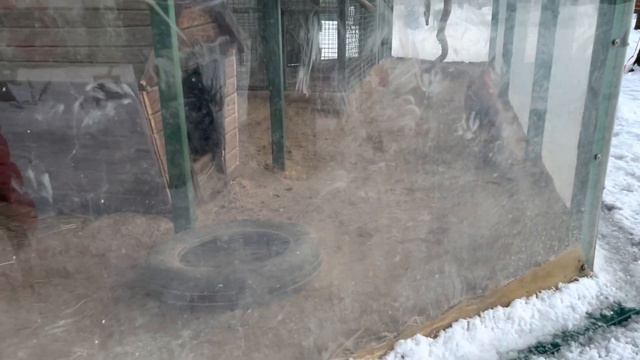 Почему Лев Рычит в Зоопарке фельдмана/ Кристинка Блондинка смотреть онлайн