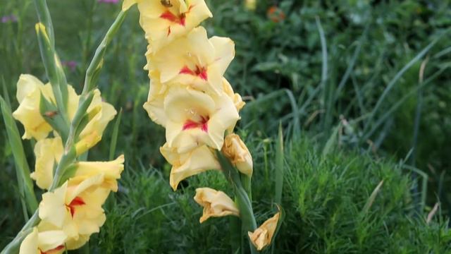 Gladiolus 'Platini' - Showcase смотреть онлайн