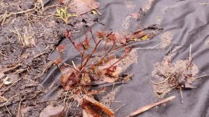 Спірея японська Merlo Gold,Star,Green