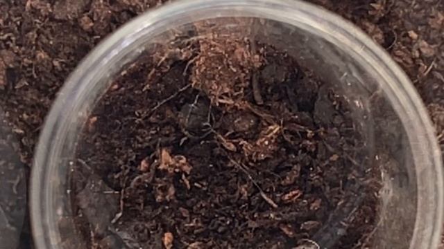 Feeding my Linothele fallax and my 3 Liphistius trapdoor spiders. Please see pinned comment. смотреть онлайн