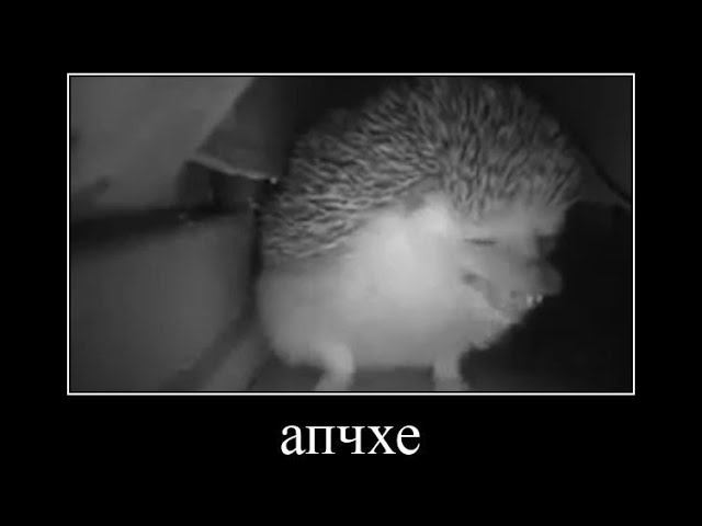ежик чихнул, но это демотиватор смотреть онлайн