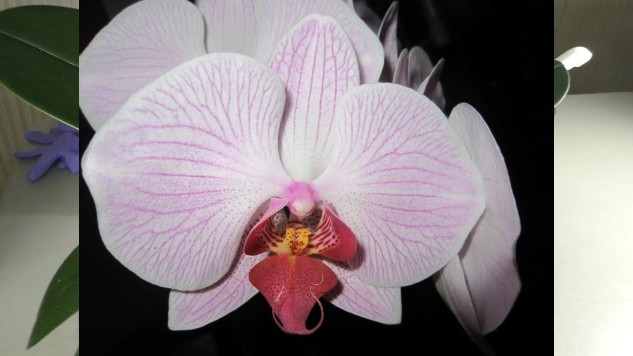 15-и ЛЕТНЯЯ ОРХИДЕЯ Шанхай / Shanghai !!! Пересадка в КЕРАМЗИТ и ПЕНОСТЕКЛО, с удобрением ОСМОКОТ.