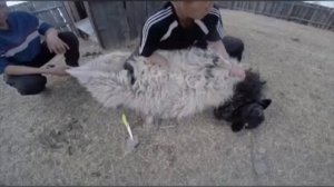 Как забивают баранов  в Монголии