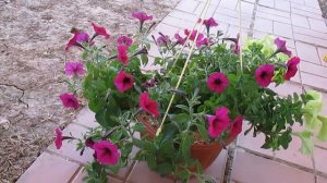 ВНИМАНИЕ!!! МУЧНИСТАЯ РОСА на петунии Симптомы и лечение Препараты