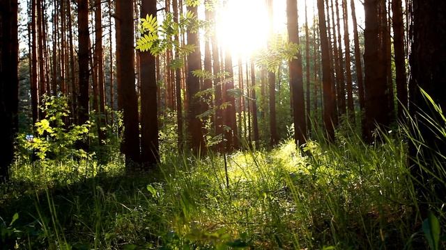 Звуки природы, леса, для сна ,работы  и медитации ???