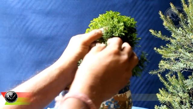 Dwarf Kamini Bonsai, NATURAL BONSAI TREE Step 2, Be the Creator, Sept. 2018, смотреть онлайн