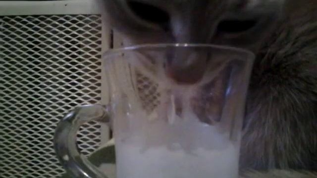 Какой длины язык у кошки? смотреть онлайн