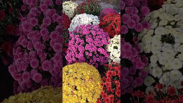 моя осіння любов смотреть онлайн
