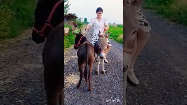 Ostrich seedling price Rural entrepreneurship breeding good project Donkey смотреть онлайн