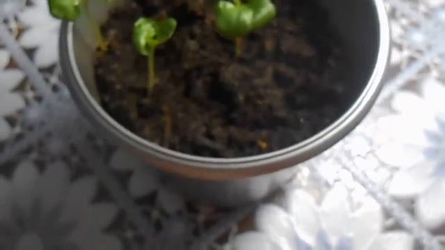 ГРАНАТ из семян смотреть онлайн