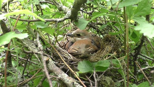 Жулан у дороги 160613 1 14 2Pa770 4 ♂ дал паука, ♀ скормила