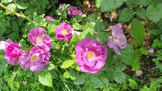 Floribunda rose Blue For You. Роза флорибунда Блю Фо Ю. смотреть онлайн