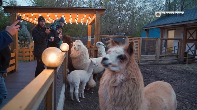 «Детский сад» для альпака смотреть онлайн