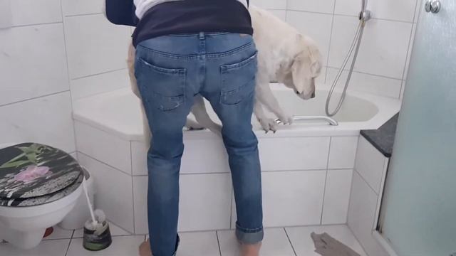 купание собачки в холодный период