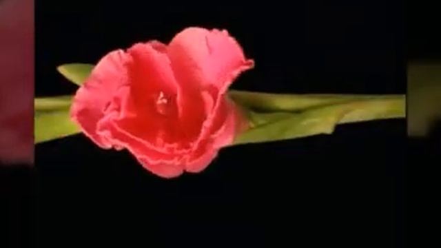 500010602-SP С добрым утром, хорошего четверга (0.31) смотреть онлайн