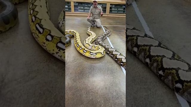 Which one the worlds biggest snake ? смотреть онлайн