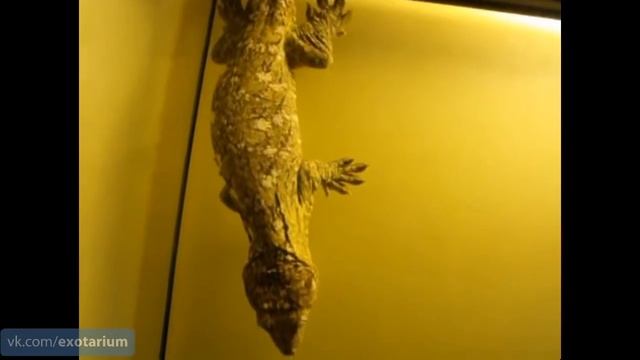 Крики ящериц смотреть онлайн