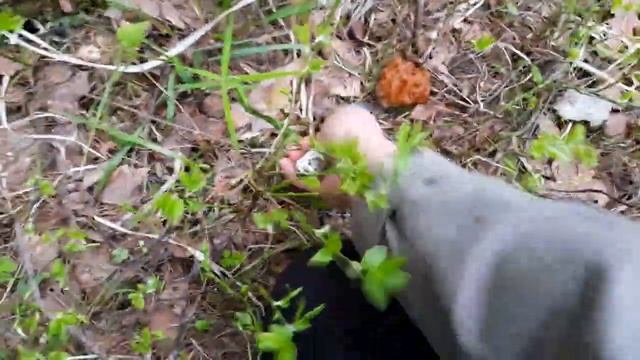 ВЕСЕННИЕ ГРИБЫ НА БОЛОТЕ смотреть онлайн