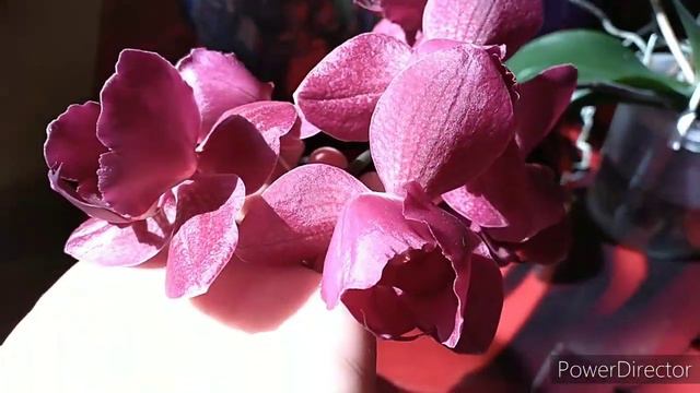 #Орхидеи# Цветение Орхидей - Бабочек!🦋🌺🦋 смотреть онлайн