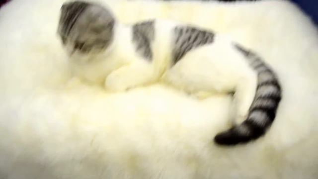 Котята шотландской вислоухой из питомника de Nicole 2 смотреть онлайн