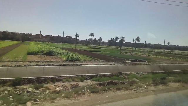 что выращивают и где выращивают в Египте какие растения растут в Египте и чем они вообще питаются смотреть онлайн