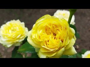 Жёлтая спрей помпонная роза Каталина, описание сорта, отзыв, цветение 2 июля 2022