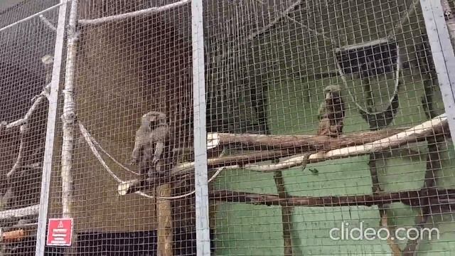 Киев. Зоопарк: обзор вольеров с животными, террариум, виды на Киев с колеса обозрения. смотреть онлайн